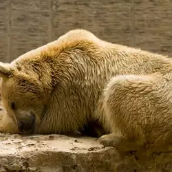 Какво значи, ако сънуваш мечка?