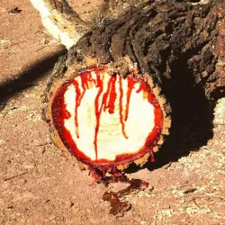 Astonishing Tree Bleeds When Cut