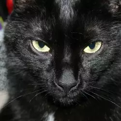 Хелоуин - кошмар за черните котки