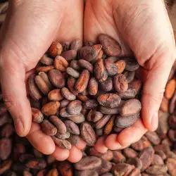 Ползи от какаовите зърна