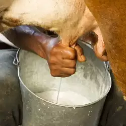 Каква е маслеността на кравето мляко?