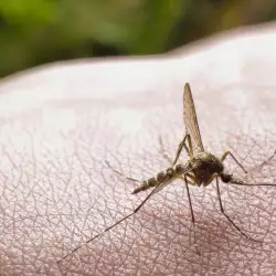 Натурални етерични масла срещу комари