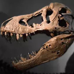 Paleontologists Discover the Bones of Last Dinosaur Living in Africa