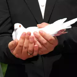 Поверия с гълъби