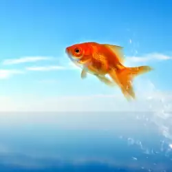 Сън за летящи риби - какво означава?