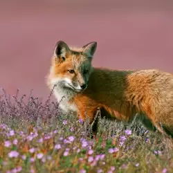 Какво означава да видиш лисица?