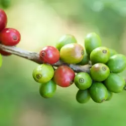 Как се консумира сурово зелено кафе?