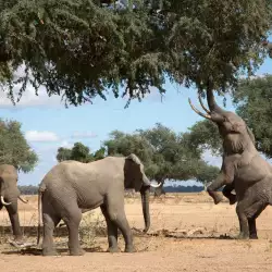 Бременна слоница прави слонска йога