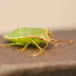 Don't Kill Stink Bugs in your Home, They Bring Luck!