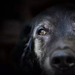 Черно куче в сънищата - значение и символика