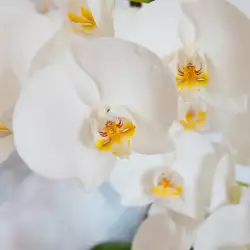 Митът за Орхидея