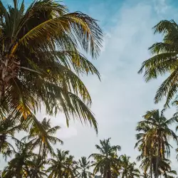 Какво означава да сънуваш палми?