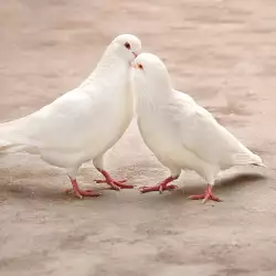 Ако след раздяла видите двойка бели гълъби...
