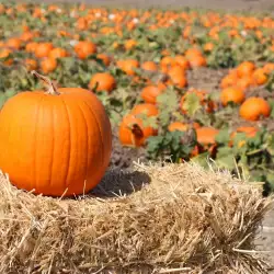 Does Pumpkin Cause or Help Relieve Constipation?