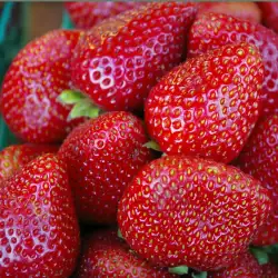 Storing Strawberries and Cherries