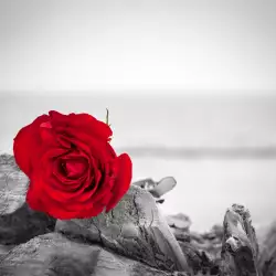 Какви любовни трепети ви очакват, ако сънувате роза?