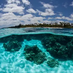 Интересни факти за Големия бариерен риф, който бавно умира