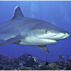 Мистериозно изчезна 3-метрова акула