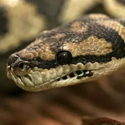 Most venomous snakes in the world