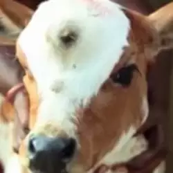 Three-Eyed Calf-God Born in India
