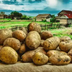 История на картофите в няколко любопитни факта