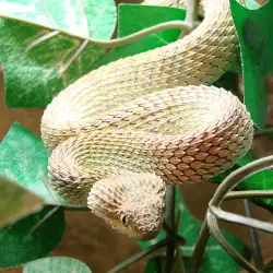 Interesting Facts about Snakes