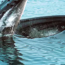 Какво е да попаднеш в устата на кит? Разказ по истински случай