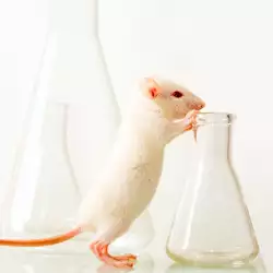 Мишките – най-добрият приятел на учените