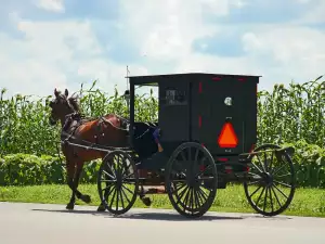 Amish horse and carriage