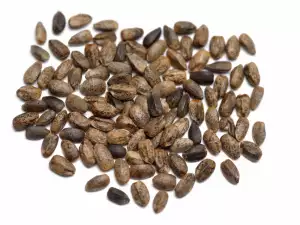 Horehound seeds