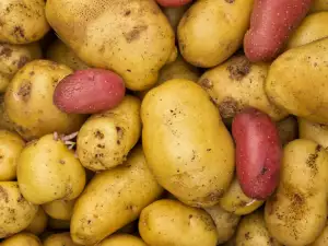 Krompir
