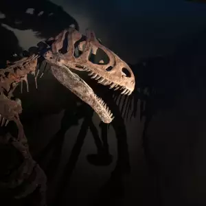 Скелет на Динозавър