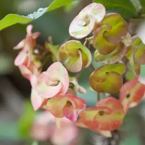 Garland Thorn Herb
