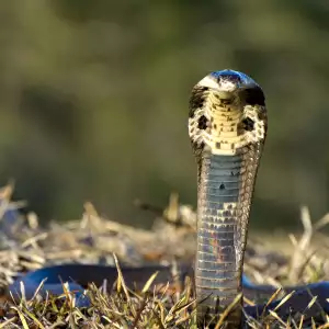 Култ към змията