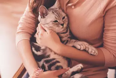Защо котките много обичат да спят върху вас