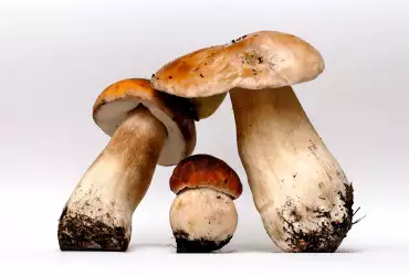 Wie kann man prüfen, ob die Pilze giftig sind?