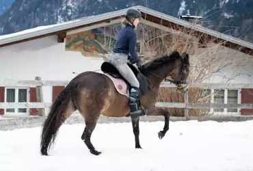 Важни грижи за конете през зимата