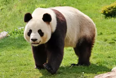 Интересни факти за Голямата панда