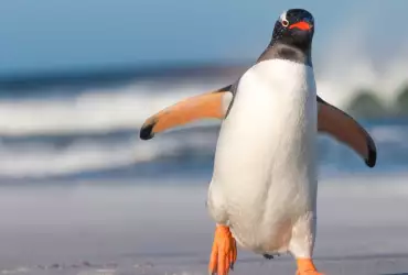 Отбелязваме Световния ден на пингвините