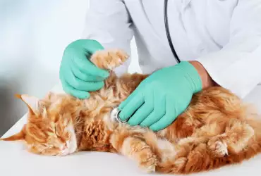 Защо е важно да даваме рибено масло на котка с артрит?