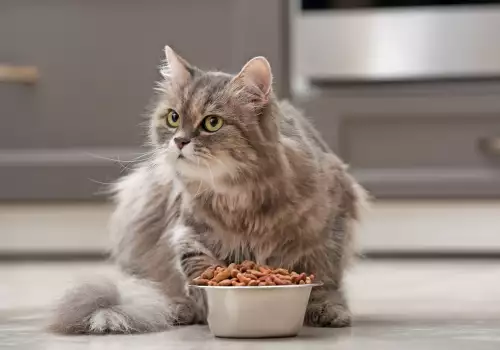 Каква храна за котки да изберем?