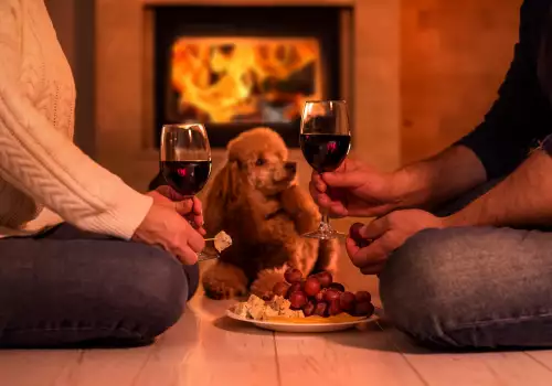 Могат ли кучетата да пият вино?