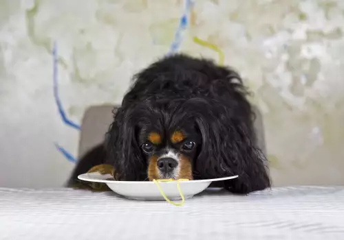 Могат ли кучетата да ядат паста