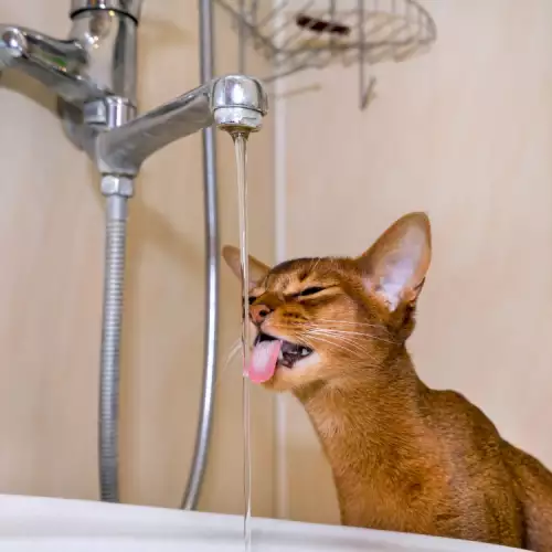 Кои породи котки обичат водата