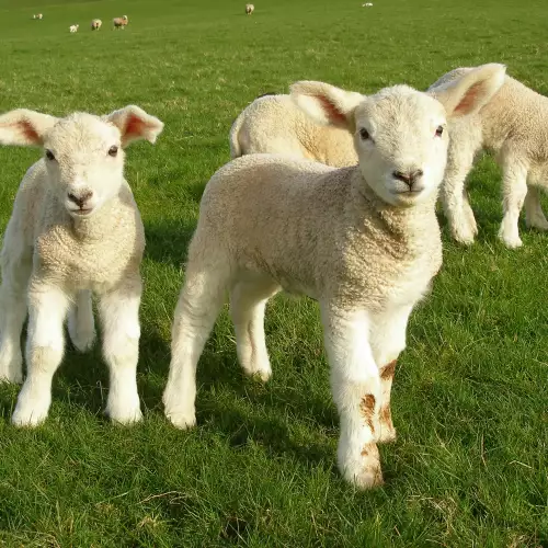 Мониезиозата при овцете и козите