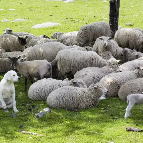 Причини за безплодието при овцете