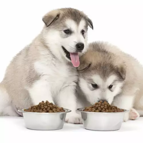 Важни правила при хранене на малки кученца