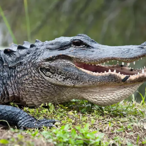 Разликата между крокодил и алигатор