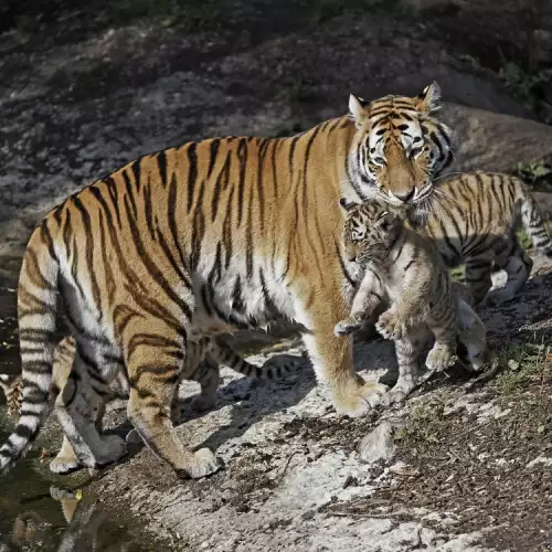 Бум на бебетата в пазарджишкия зоопарк