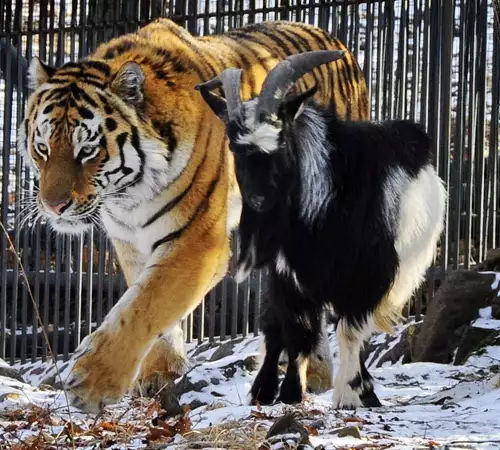 Популярният козел Тимур най-сетне се прибра след лечението си в Москва